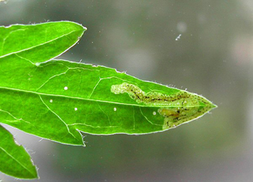 Mine of Liriomyza artemisicola on Artemisia vulgaris