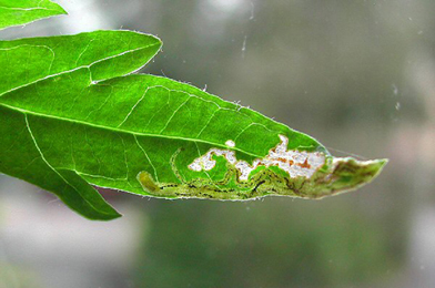 Mine of Liriomyza artemisicola on Artemisia vulgaris
