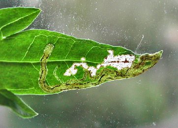 Mine of Liriomyza artemisicola on Artemisia vulgaris