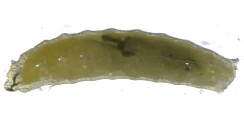 Liriomyza artemisicola larva,  lateral