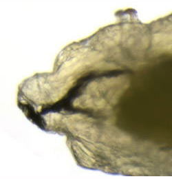 Liriomyza artemisicola larva,  lateral