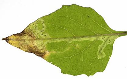 Mine of Liriomyza bryoniae on Bryoniae vulgaris