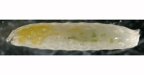 Liriomyza bryoniae larva,  lateral