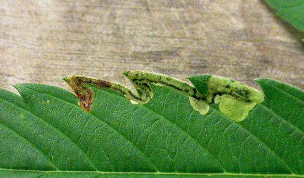 Mine of Liriomyza amoena on Sambucus nigra