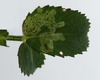 Mine of Liriomyza cicerina on Ononis repens