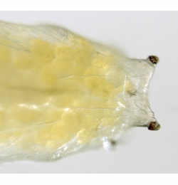 Liriomyza cicerina larva,  dorsal