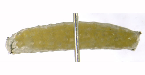 Liriomyza cicerina larva,  lateral