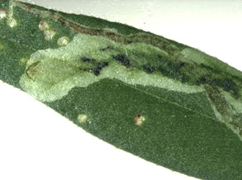 Mine of Liriomyza congesta on Vicia hirsuta