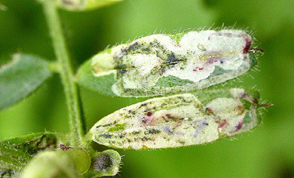 Mine of Liriomyza congesta