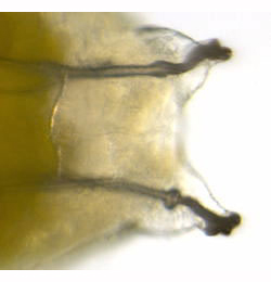 Liriomyza congesta larva,  posterior spiracles,  dorsal