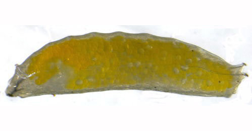 Liriomyza congesta larva, lateral