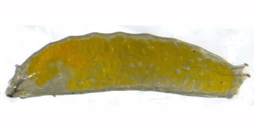 Liriomyza congesta larva,  lateral