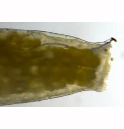 Liriomyza congesta larva,  lateral