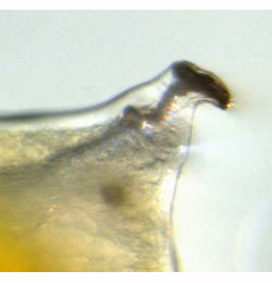 Liriomyza congesta larva,  posterior spiracle,  lateral