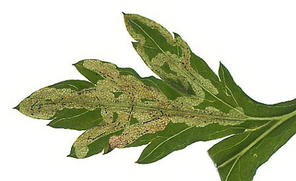 Mine of Liriomyza demeijerei on Artemisia vulgaris