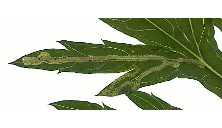 Mine of Liriomyza demeijerei on Artemisia vulgaris
