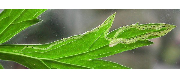 Mine of Liriomyza demeijerei on Artemisia vulgaris