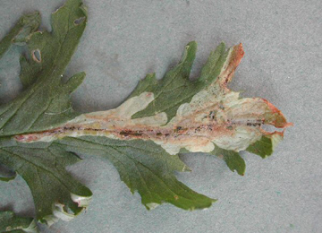 Mine of Liriomyza erucifolii on Senecio