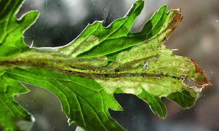 Mine of Liriomyza erucifolii on Senecio