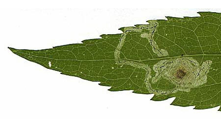 Mine of Liriomyza eupatorii on Eupatorium cannabinum