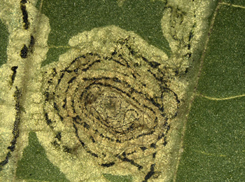 Mine of Liriomyza eupatorii on Eupatorium cannabinum