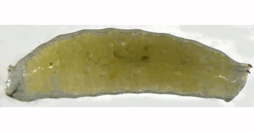 Liriomyza eupatorii larva,  dorsal