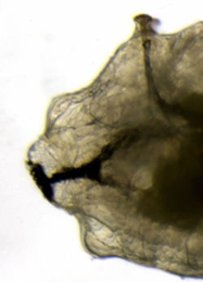 Liriomyza eupatorii larva,  dorsal