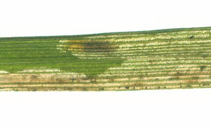 Mine of Liriomyza flaveola on Festuca gigantea. Image: © Willis Ellis (Source: Bladmineerders en plantengallen van Europa)
