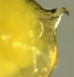 Liriomyza flaveola larva,  lateral