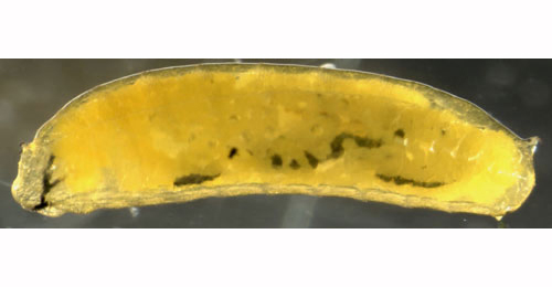 Liriomyza flaveola larva,  lateral