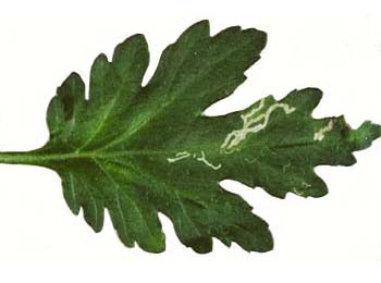 Mine of Liriomyza huidobrensis on Chrysanthemum