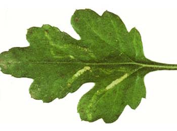 Mine of Liriomyza huidobrensis on Chrysanthemum