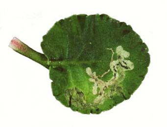 Mine of Liriomyza huidobrensis on Chrysanthemum