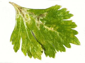 Mine of Liriomyza huidobrensis on Chrysanthemum