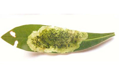 Mine of Liriomyza pascuum on Euphorbia sp.
