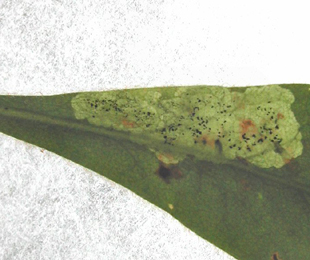 Mine of Liriomyza pascuum on Euphorbia sp.