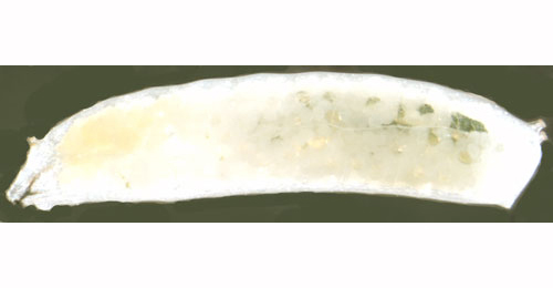Liriomyza pascuum larva,  lateral