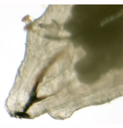 Liriomyza pascuum larva,  lateral