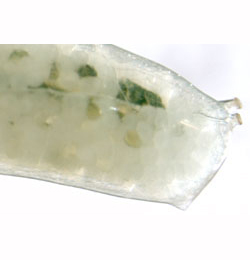 Liriomyza pascuum larva,  lateral