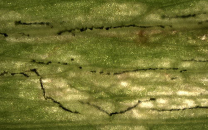 Mine of Liriomyza pisivora on Lathyrus sylvestris