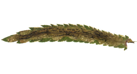 Mine of Liriomyza ptarmicae on Achillea ptarmica