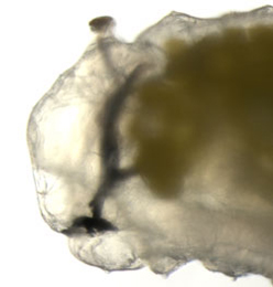 Liriomyza ptarmicae larva,  lateral
