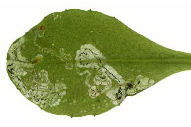 Mine of Liriomyza pusilla on Bellis perennis