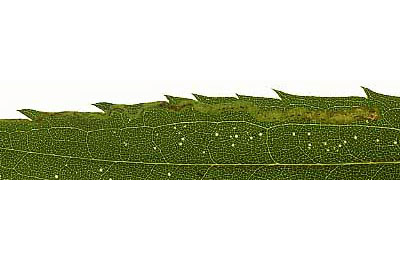 Mine of Liriomyza pusilla on Solidago gigantea