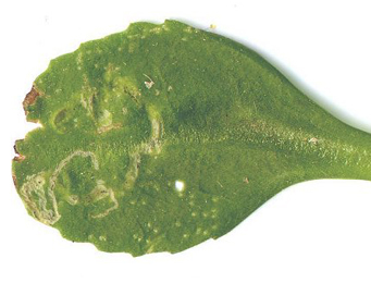 Mine of Liriomyza pusilla on Bellis perennis