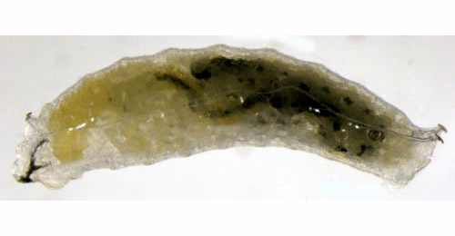 Liriomyza pusilla larva,  lateral