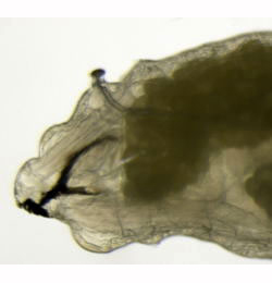Liriomyza pusilla larva,  lateral