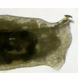 Liriomyza pusilla larva,  lateral