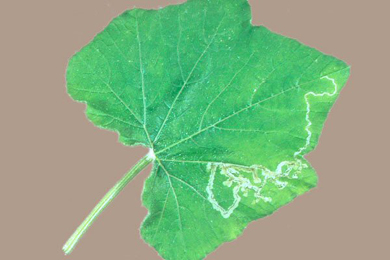 Mine of Liriomyza sativae on Cucumber