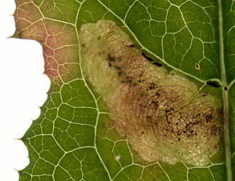 Mine of Liriomyza sonchi on Sonchus asper